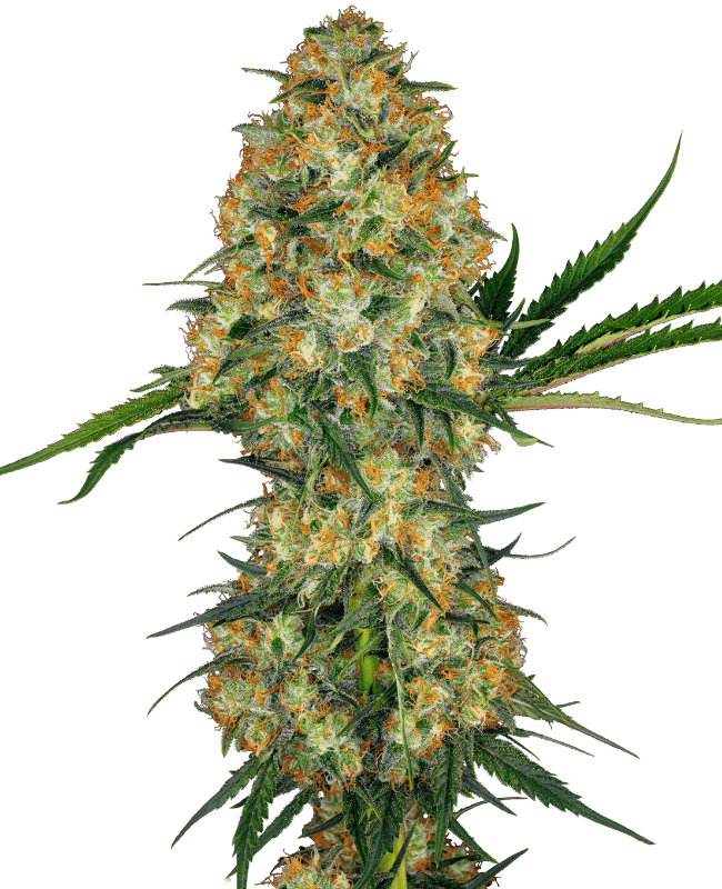 Hindu Kush Feminized Seeds
