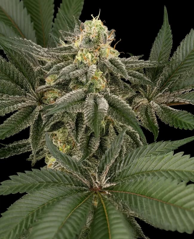 Hollywood Venom Feminized Seeds