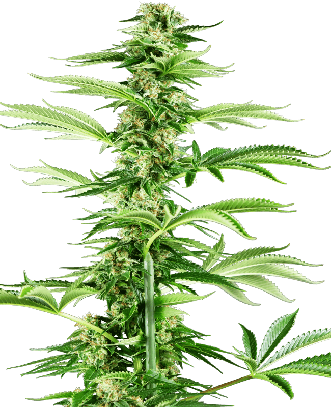Honey Melon Haze Feminized Seeds