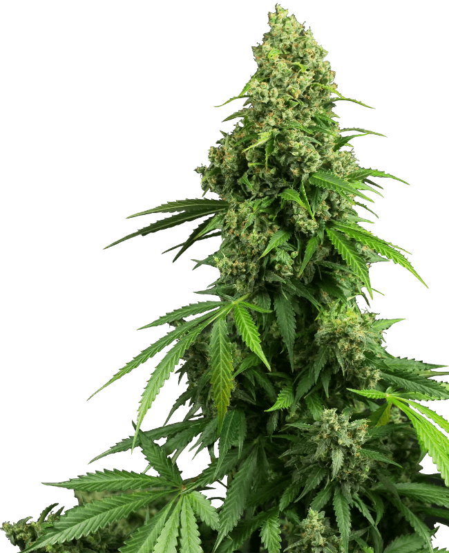Honey Melon Kush Automatic Seeds