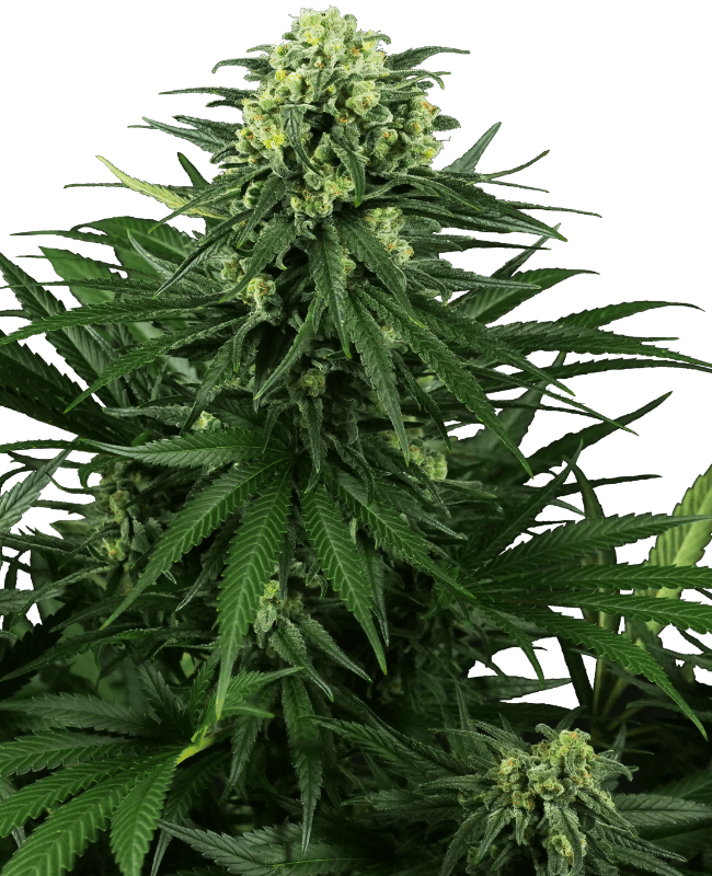 Honey Melon Kush Feminized Seeds