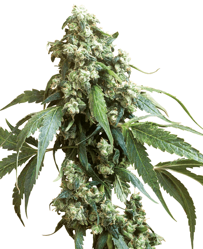 Jack Flash #5 Feminized Seeds