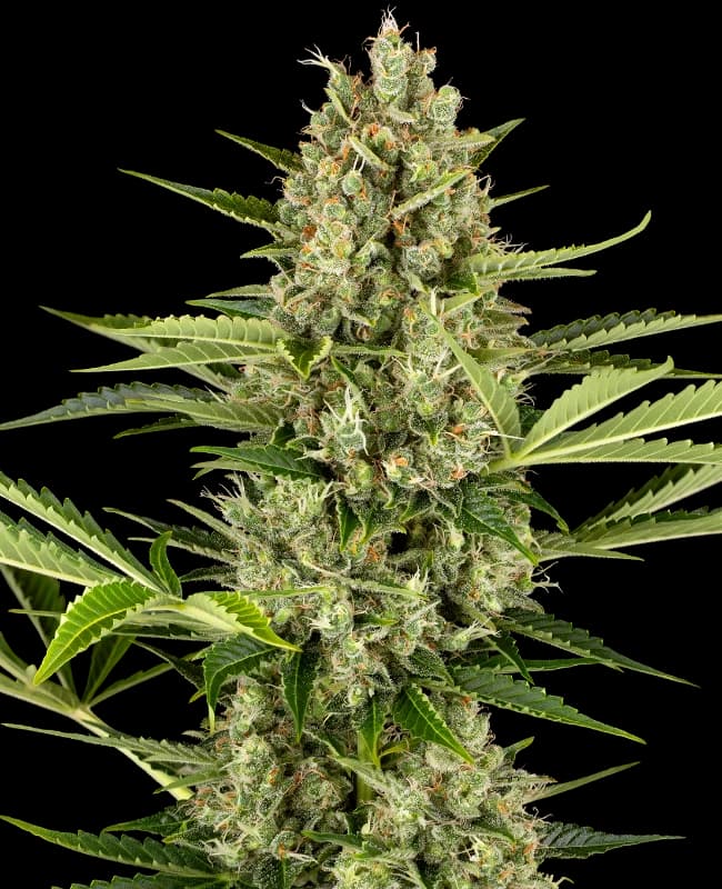 Jack Herer Automatic Seeds