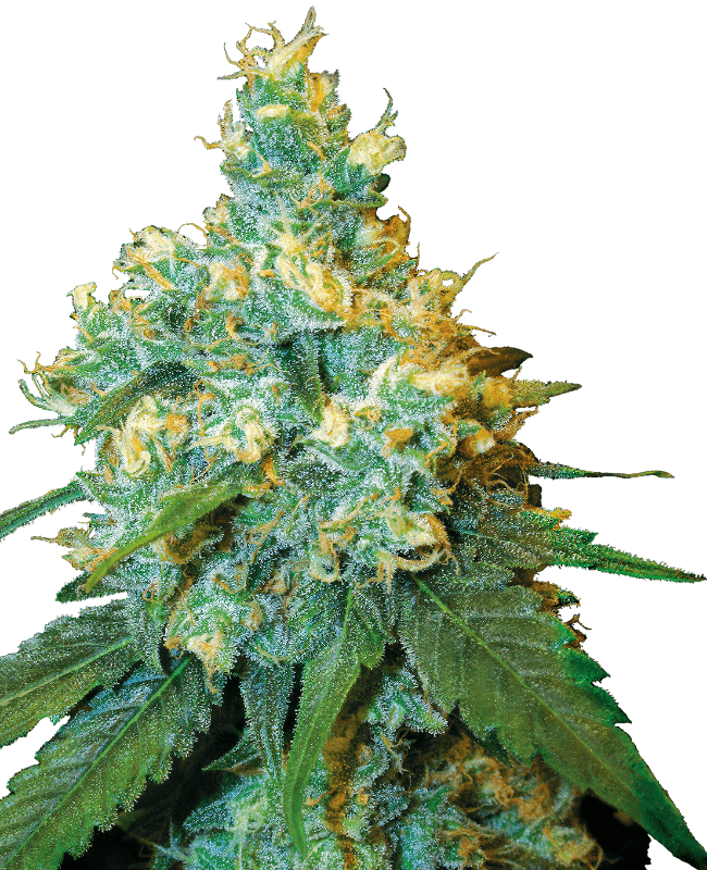 Jack Herer Feminized Seeds