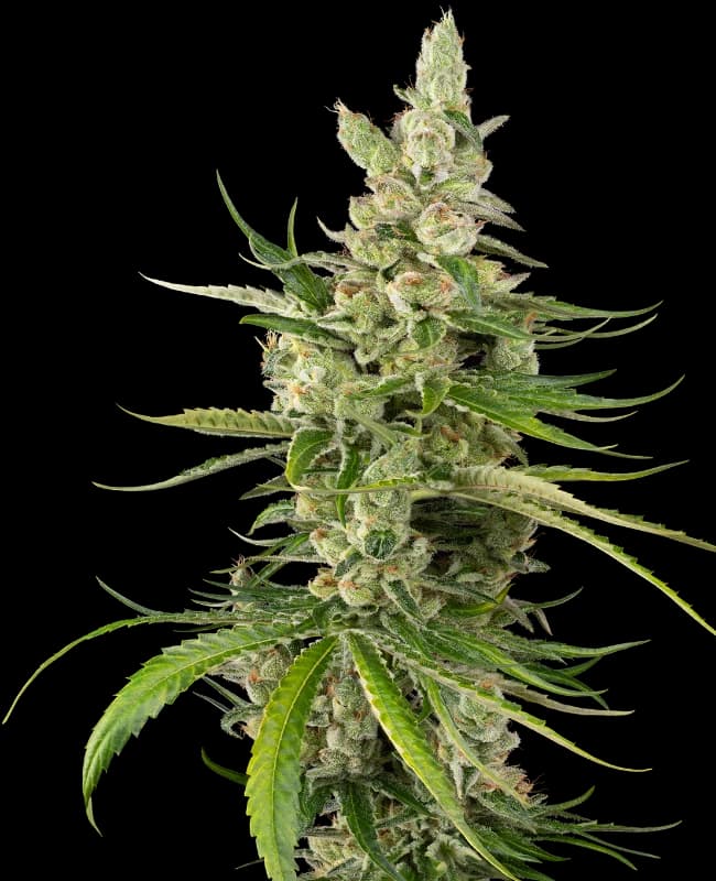 Jackuzzi Feminized Seeds