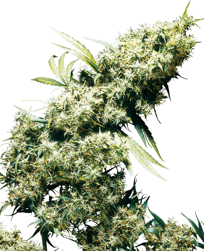 Jamaican Pearl Feminized Seeds