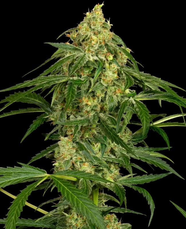 Kandiz Automatic Seeds