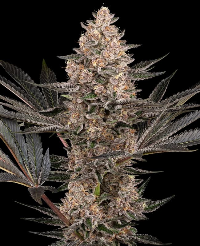Karate Kid Feminized Seeds