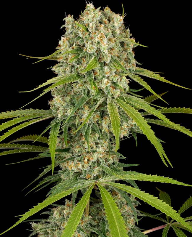 LA Sugar Feminized Seeds