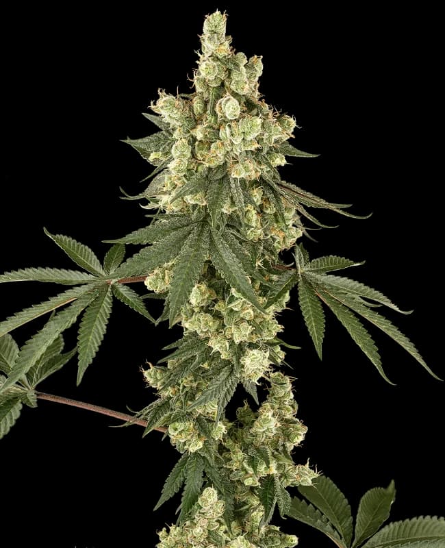 Lambo Haze Feminized Seeds
