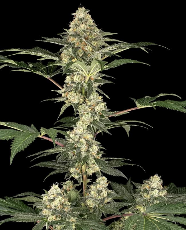 Lemon Pavlova Feminized Seeds