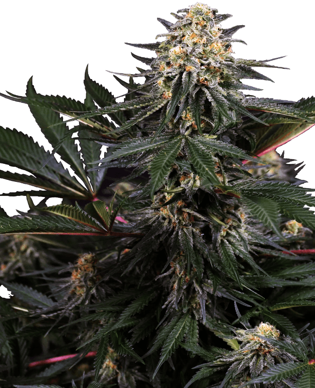 Lockdown Kush Feminized Seeds