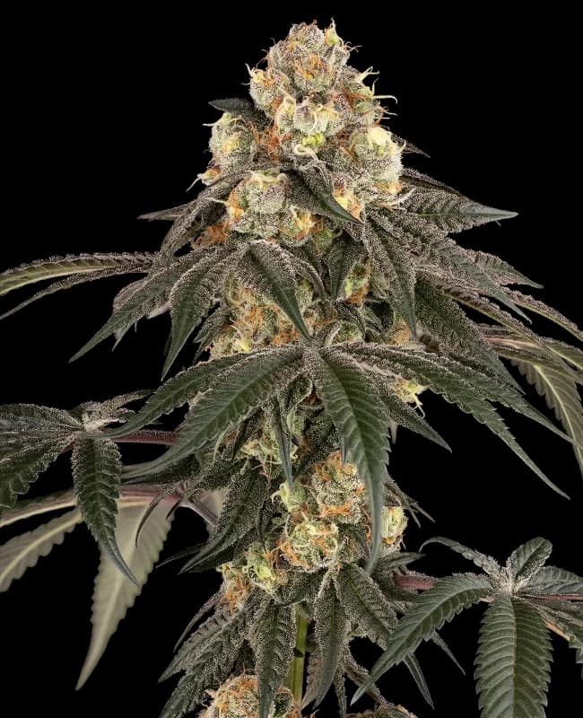 Lychee Sago Feminized Seeds