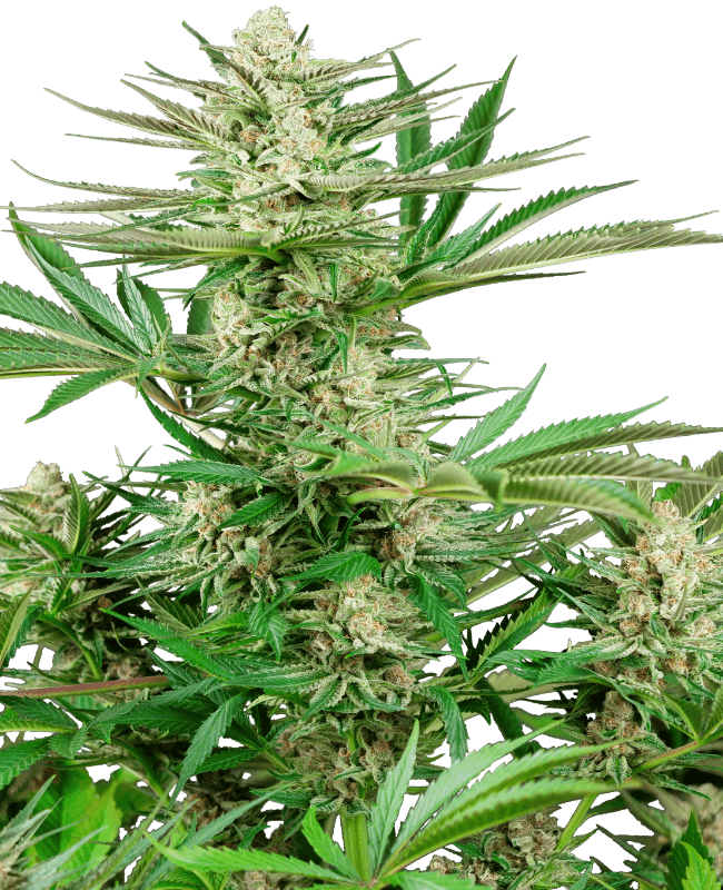 Malibu OG Gold Feminized Seeds