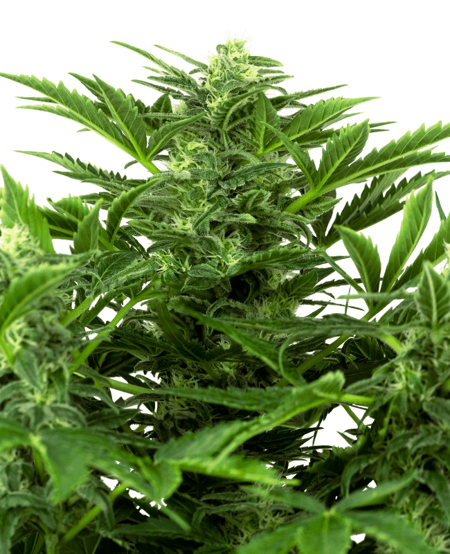 Mandarin Punch Automatic Seeds