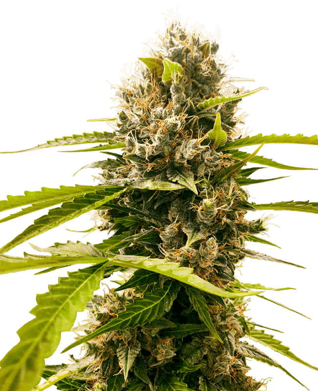 Mandarin Punch Feminized Seeds
