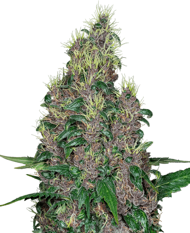 Mandarine Jam Feminized Seeds