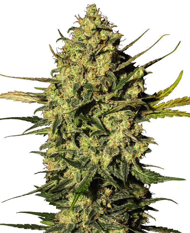 Master Kush Automatic Seeds