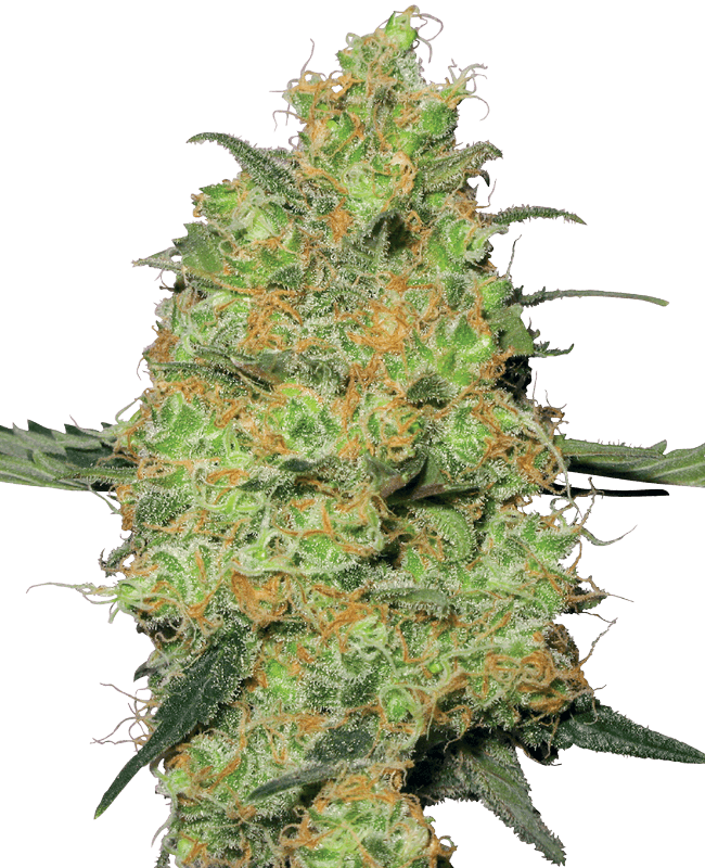 Master Kush Feminized Seeds