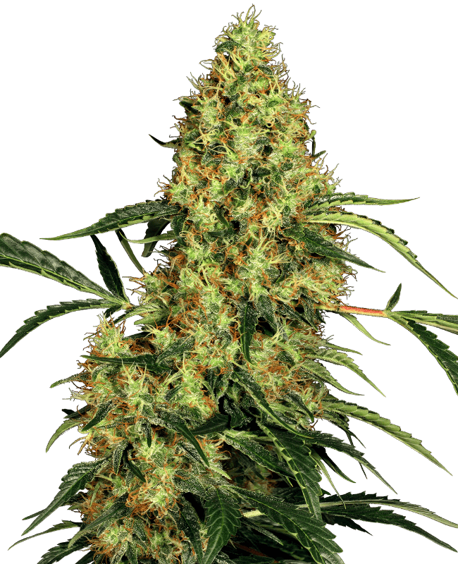 Mexican Sativa Feminized Seeds
