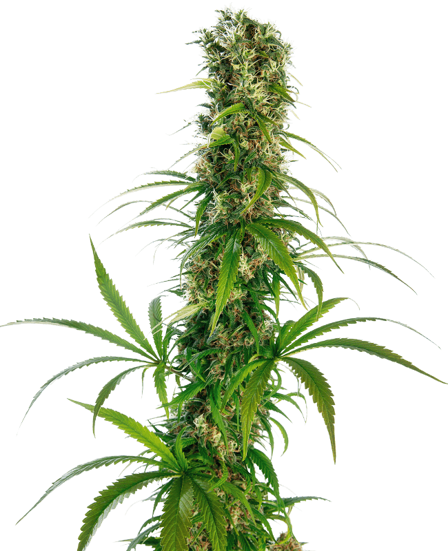 Michka Feminized Seeds