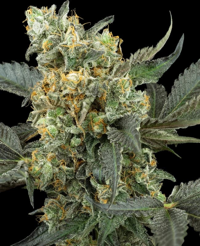 Mimosa Sunrise XXL Automatic Seeds