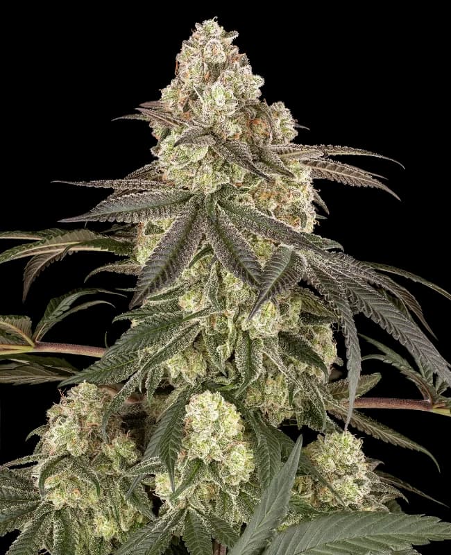 Muskato Feminized Seeds