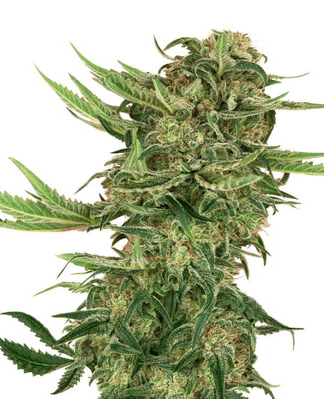 N13 Kush Feminized Seeds