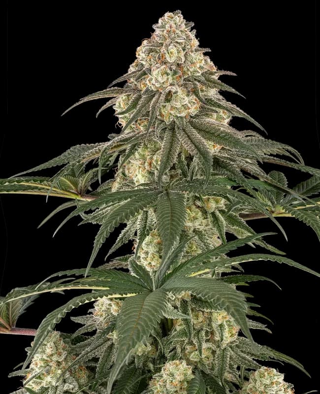 Neon Frost Feminized Seeds