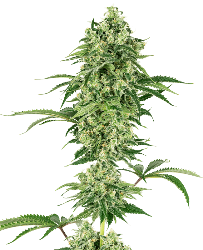 Nicole Hindu Kush Feminized Seeds