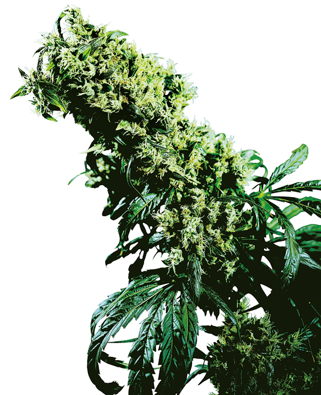 Northern Lights Seeds
