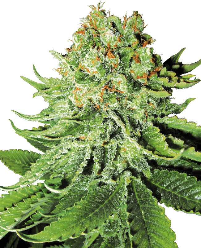Northern Lights Automatic Seeds