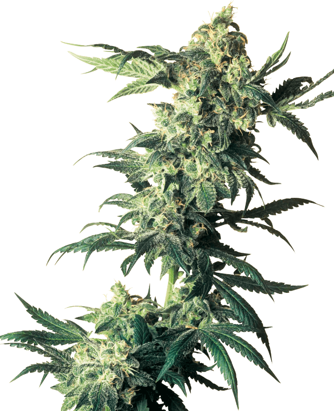 Northern Lights Autoflower Seeds – Easy 8–10 Week Grow | 18–22% THC