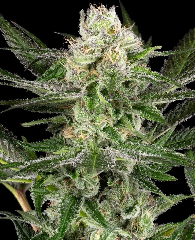 O’Gezuz Feminized Seeds