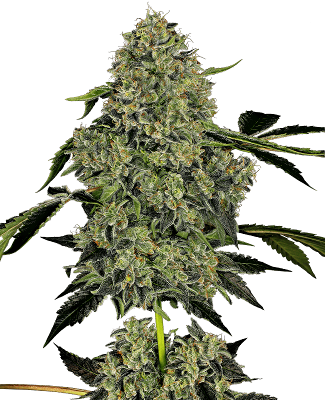 OG Kush Automatic Seeds
