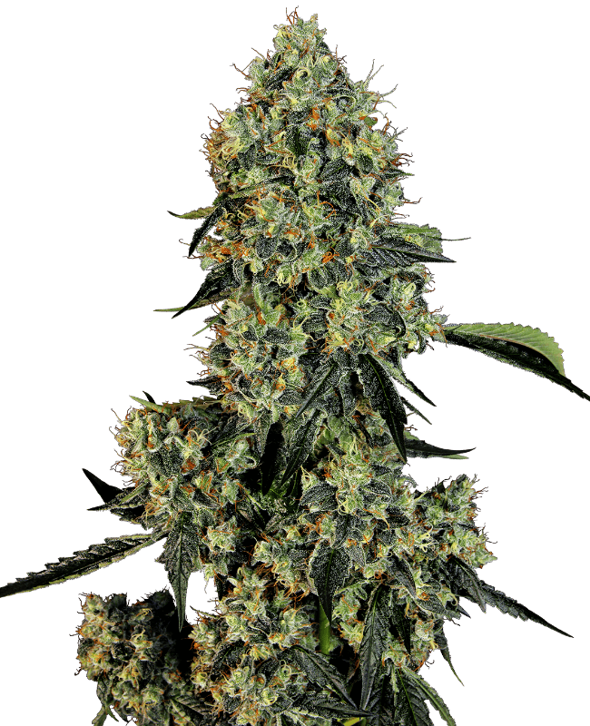 OG Kush Feminized Seeds