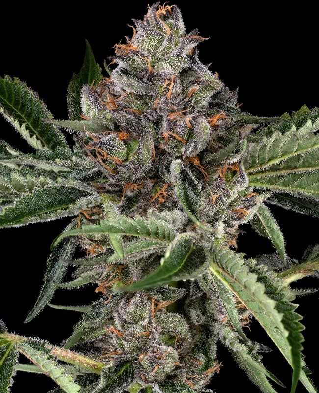 Papaya Jealousy Feminized Seeds