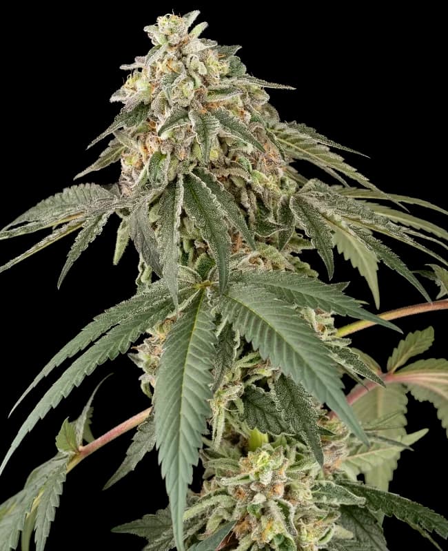 Papaya Roll Feminized Seeds