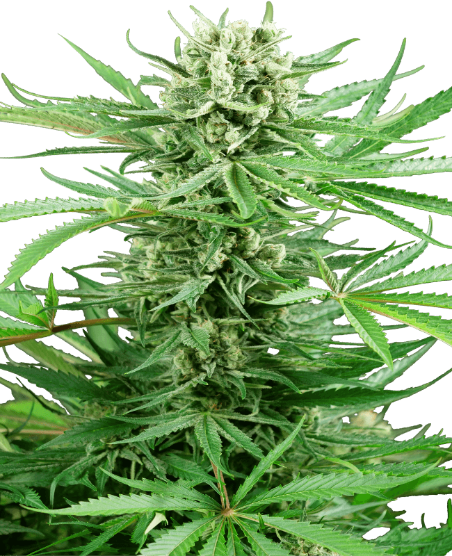 Papi Chulo OG Feminized Seeds