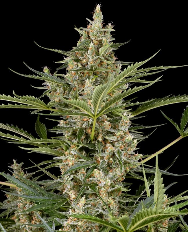 Peace Love & Harmony Feminized Seeds