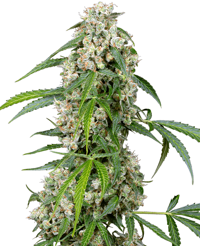 Pineapple Automatic Seeds