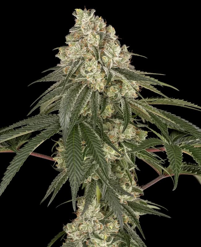 Pineapple Blossom Feminized Seeds
