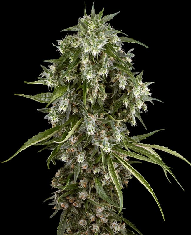 Pineapple Jack Feminized Seeds