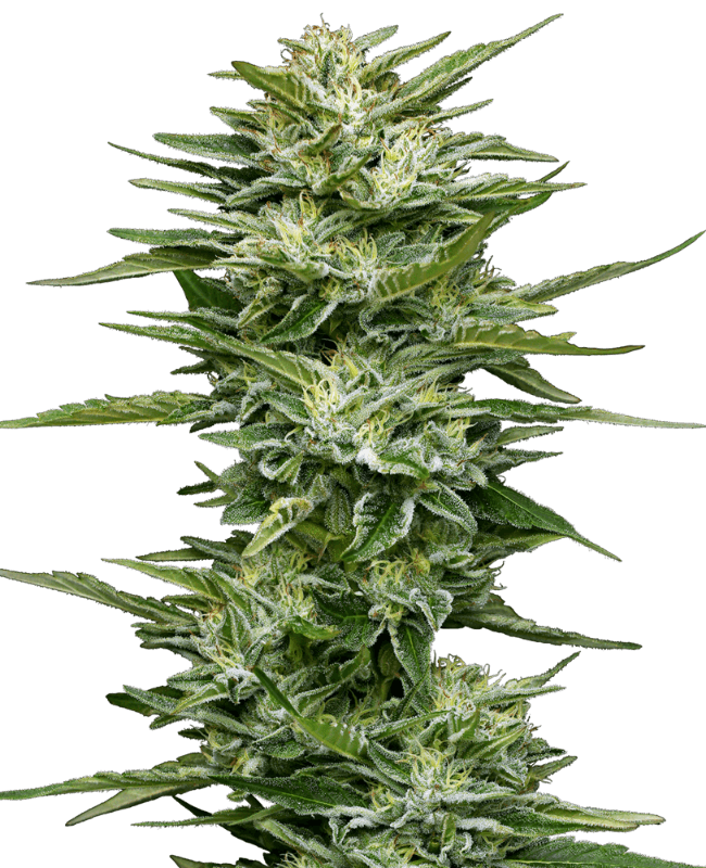 Pineapple Kush Cake Automatic Seeds