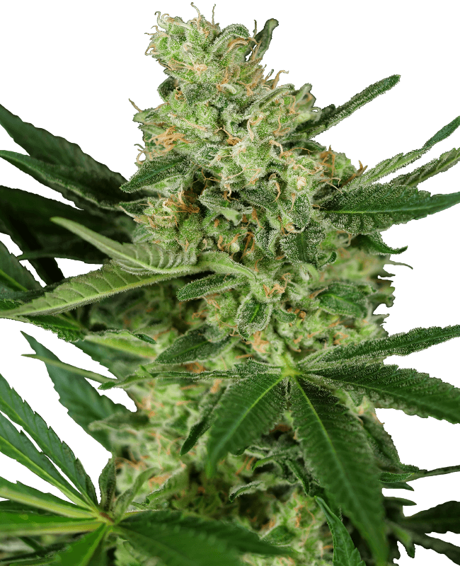 Pumpkin Spice Feminized Seeds