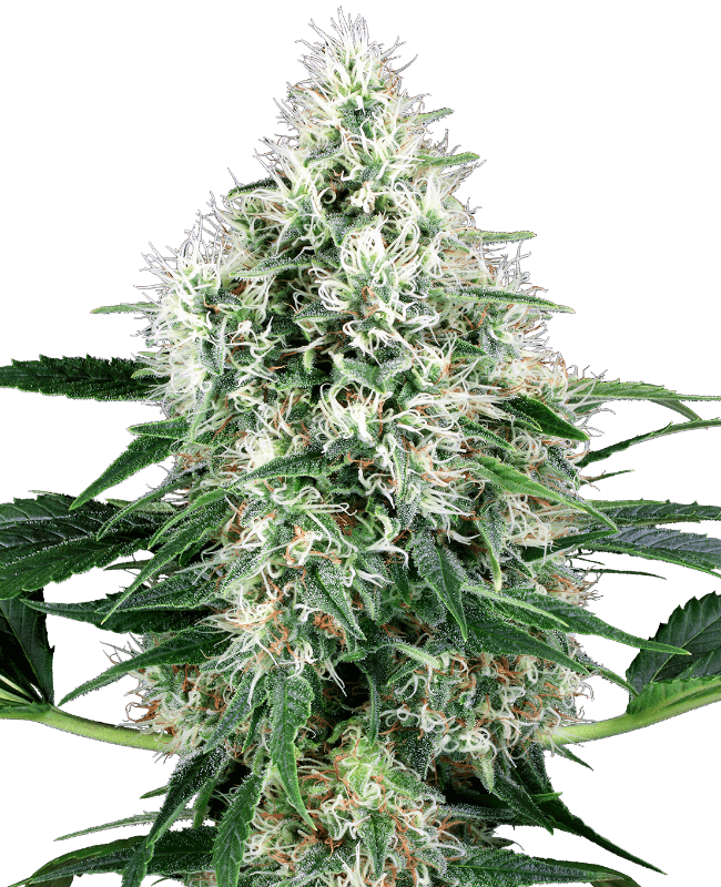 Pure Power Plant Automatic Seeds