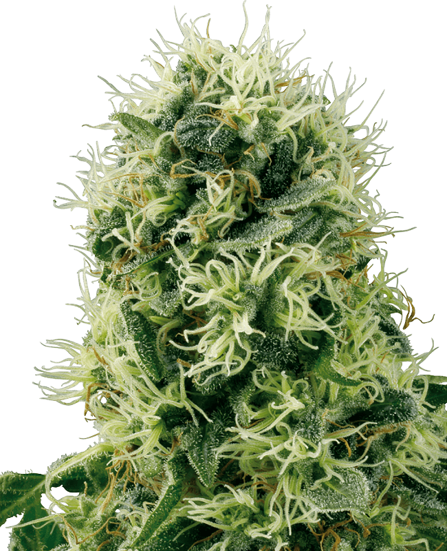 Pure Power Plant Feminized Seeds