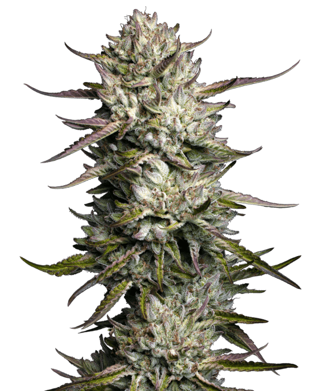 Purple Berry Muffinz Feminized Seeds