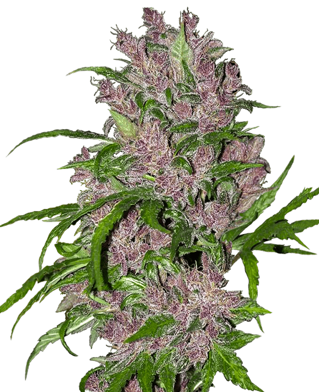 Purple Bud Automatic Seeds