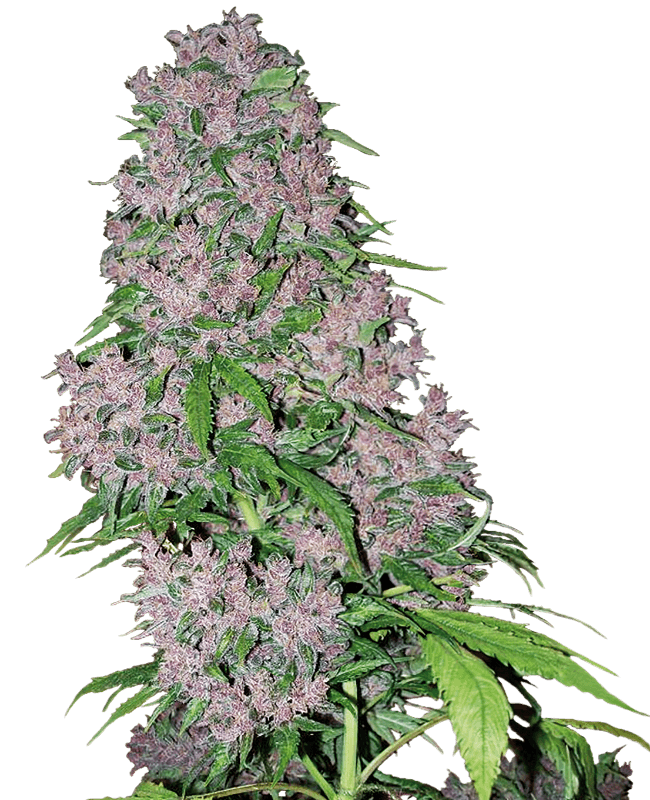 Purple Bud Feminized Seeds
